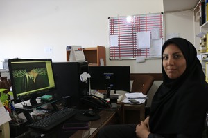 حدیث خراسانی